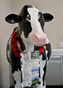 Dairy cow at Imaginarum